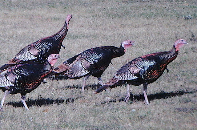 Some gobblers I shot recently… with my camera.